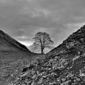 Sycamore-Gap-Bnw