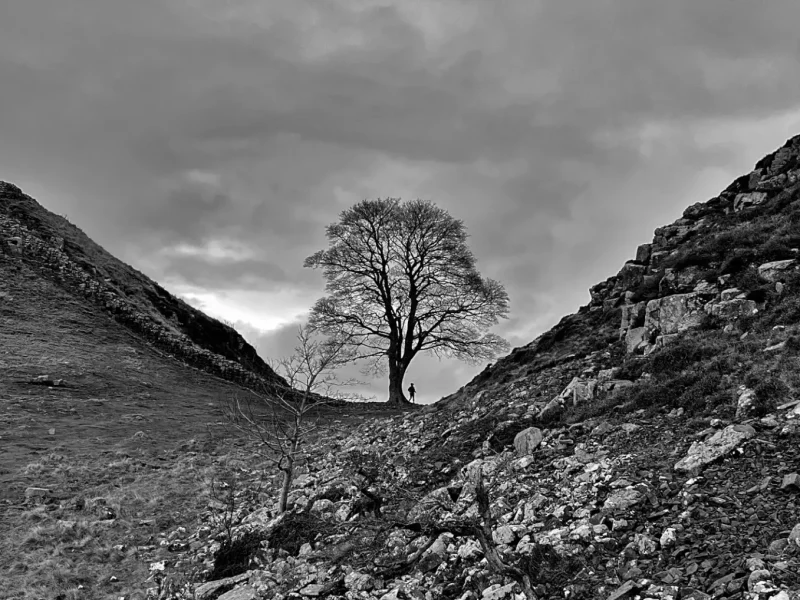 Sycamore-Gap-Bnw
