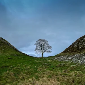 Sycamore-Gap