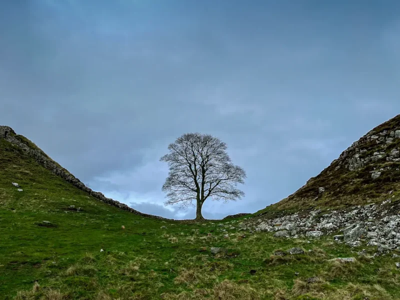Sycamore-Gap